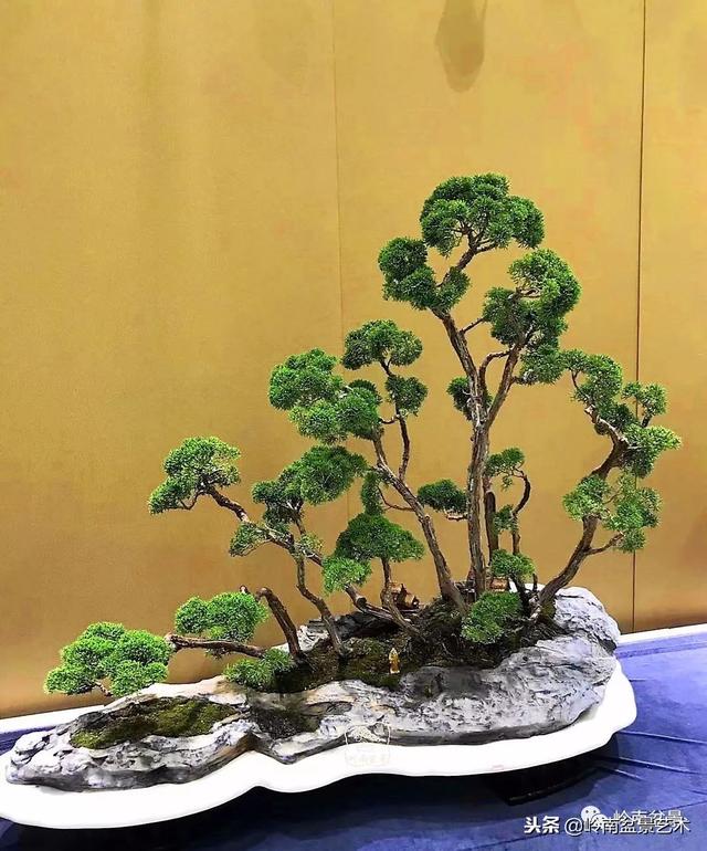 如何選擇有收藏價值的盆景？