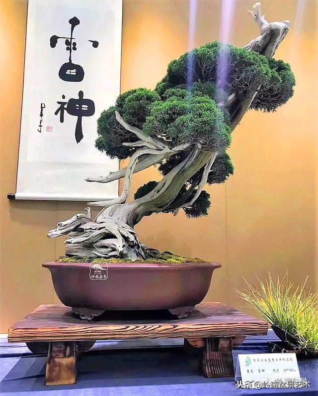 如何選擇有收藏價值的盆景？