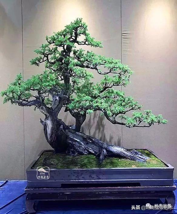 如何選擇有收藏價值的盆景？