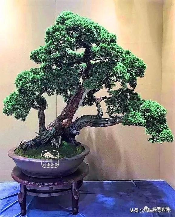 如何選擇有收藏價值的盆景？