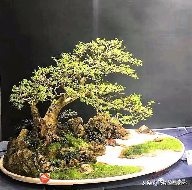 如何選擇有收藏價值的盆景？