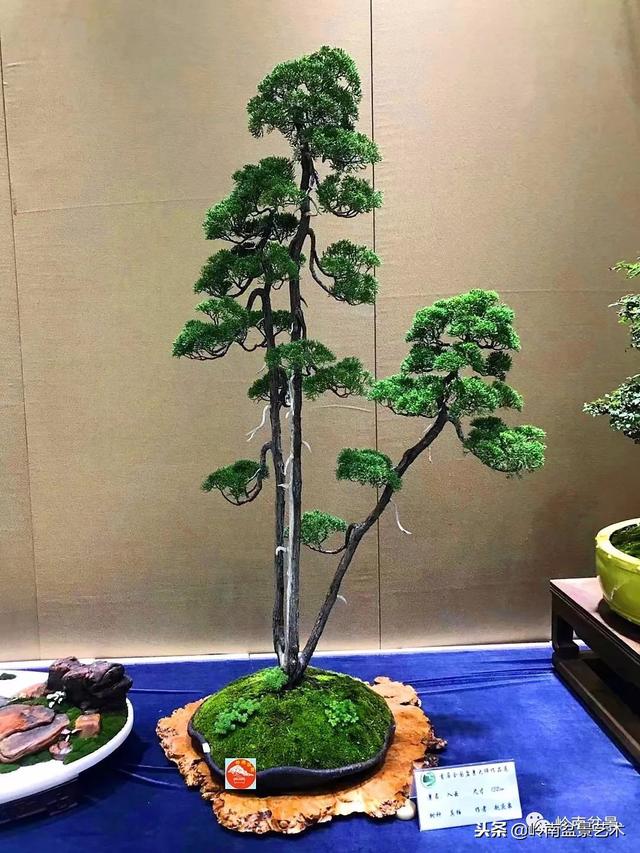 如何選擇有收藏價值的盆景？