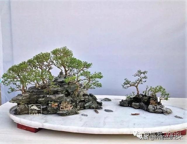 如何選擇有收藏價值的盆景？