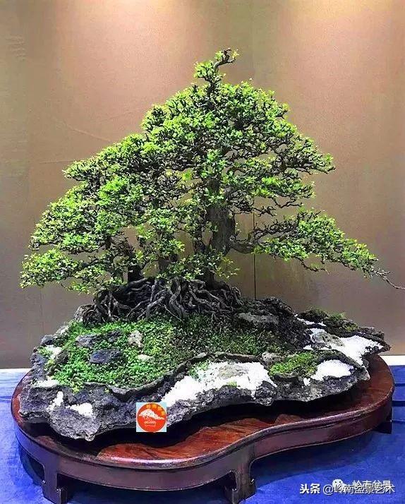 如何選擇有收藏價值的盆景？