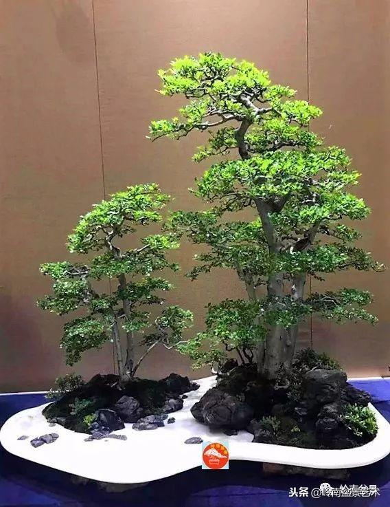 如何選擇有收藏價值的盆景？
