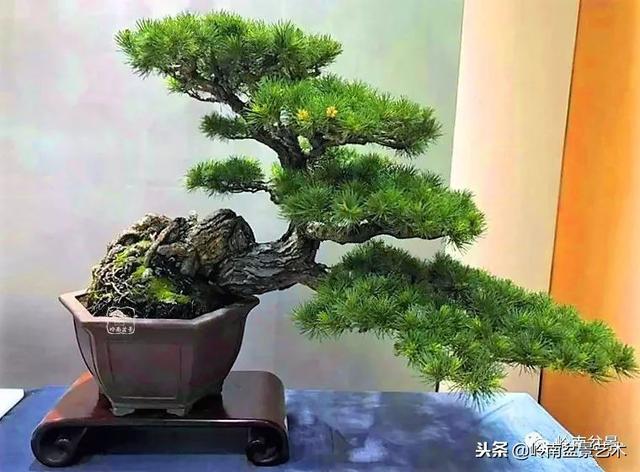 如何選擇有收藏價值的盆景？