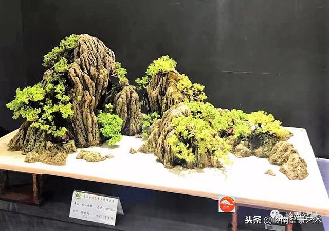 如何選擇有收藏價值的盆景？