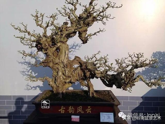 如何選擇有收藏價值的盆景？