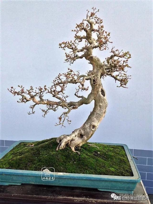 如何選擇有收藏價值的盆景？
