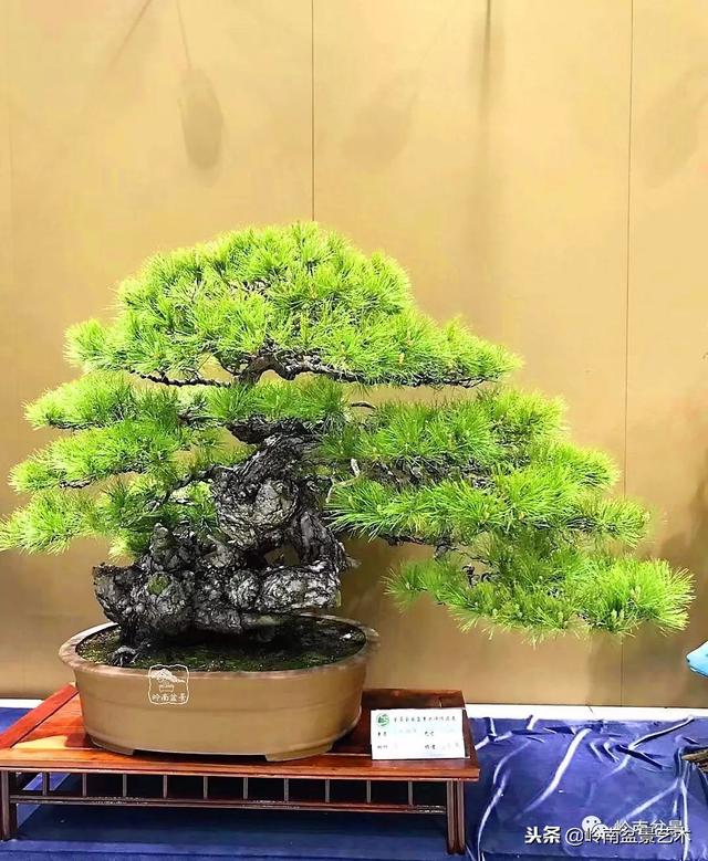 如何選擇有收藏價值的盆景？