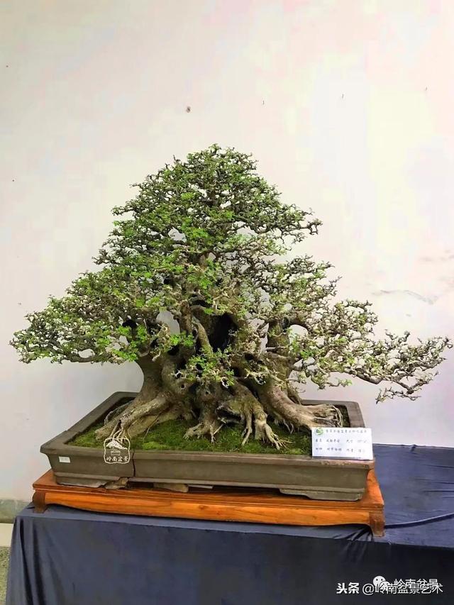 如何選擇有收藏價值的盆景？