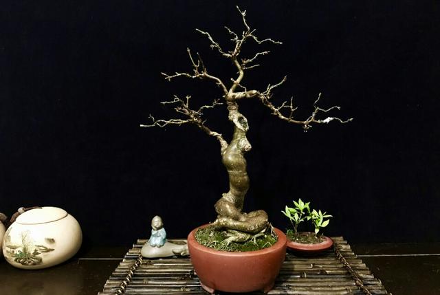 盆景初入門——落葉類盆景造型的最佳時期及注意要點