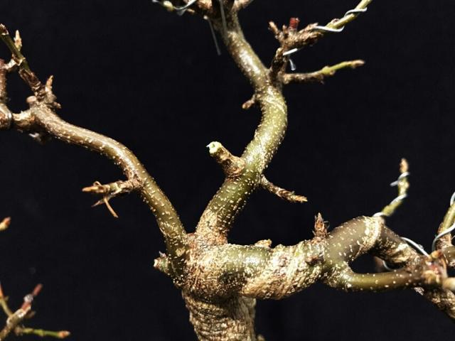 盆景初入門——落葉類盆景造型的最佳時期及注意要點