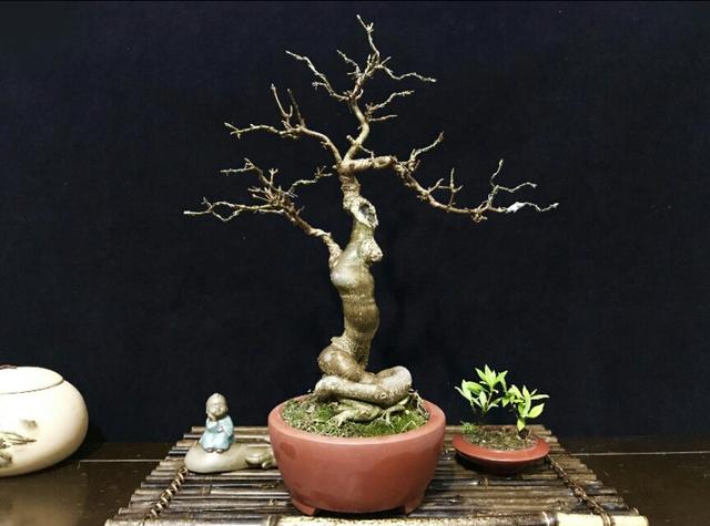 盆景初入門——落葉類盆景造型的最佳時期及注意要點