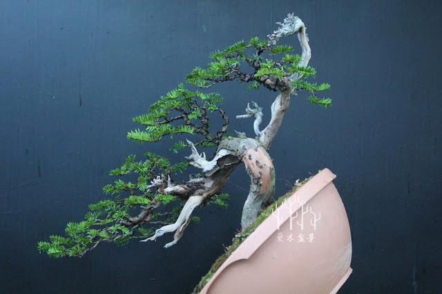歐洲紅豆杉盆景蟠紮整型過程示範，調相如此重要