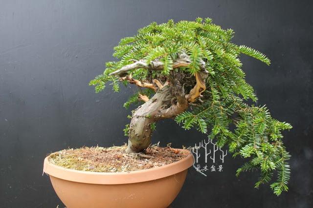 歐洲紅豆杉盆景蟠紮整型過程示範，調相如此重要
