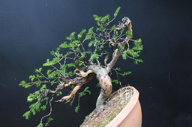 歐洲紅豆杉盆景蟠紮整型過程示範，調相如此重要