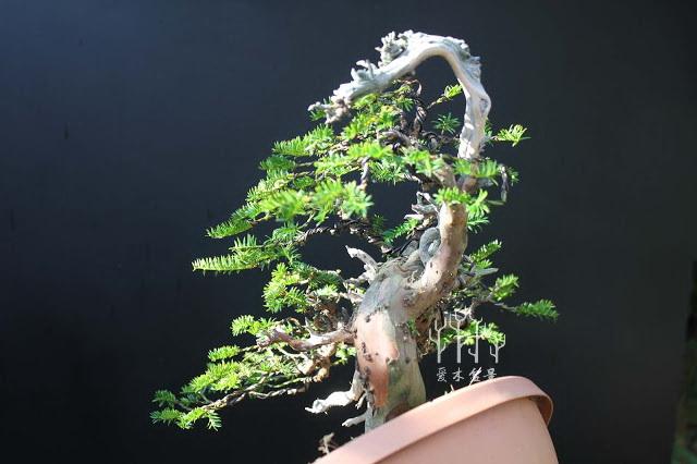 歐洲紅豆杉盆景蟠紮整型過程示範，調相如此重要