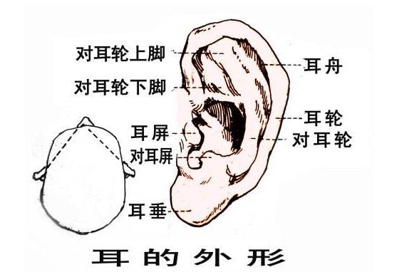 每天揉揉這個地方，助睡眠、養陽氣，很多小病不治而愈
