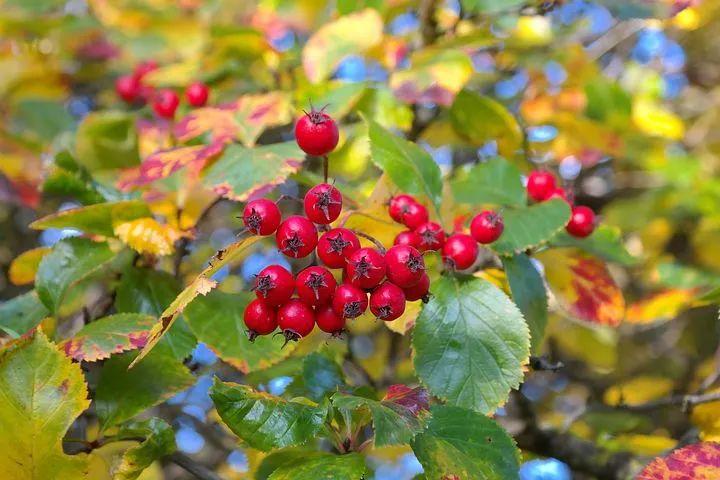 【養生】無論多餓，空腹千萬別吃這些東西！對腸胃和身體傷害很大…… 