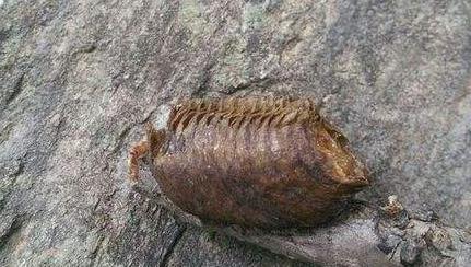 昆蟲界既美麗又殘酷的」天生殺手「它們對自己的伴侶也是異常殘忍