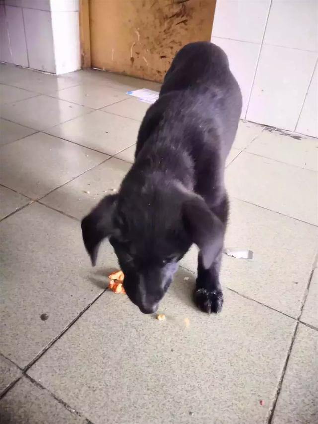 校園流浪狗被男生收養，曾是共同聽課的同學，不願狗狗繼續漂泊！
