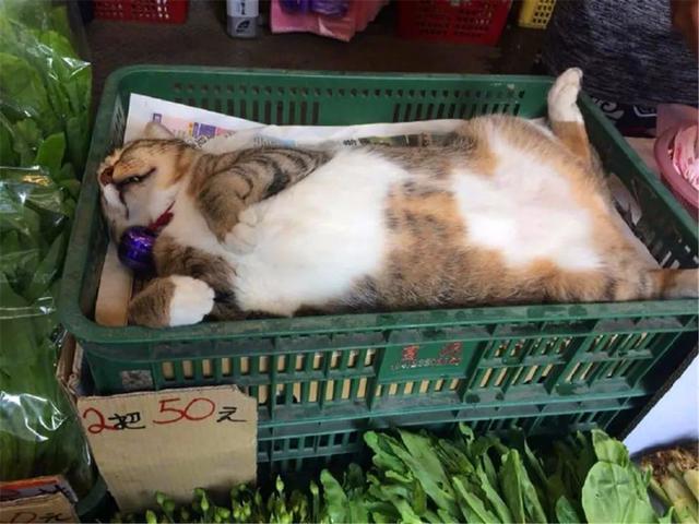 主人讓貓咪幫忙賣菜，貓咪卻只顧舒服睡覺，鏟屎官巧施妙計攬客！