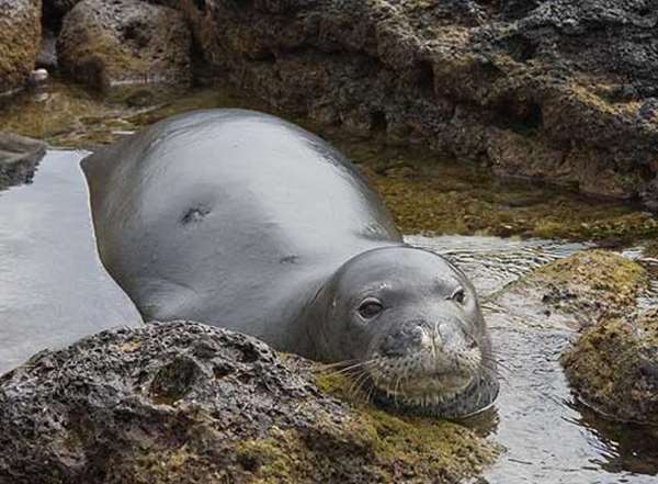 夏威夷僧海豹總是掛著一條「鰻魚鼻涕」，背後故事超蠢萌...網友力挺，好好保護，別讓它們絕種了！