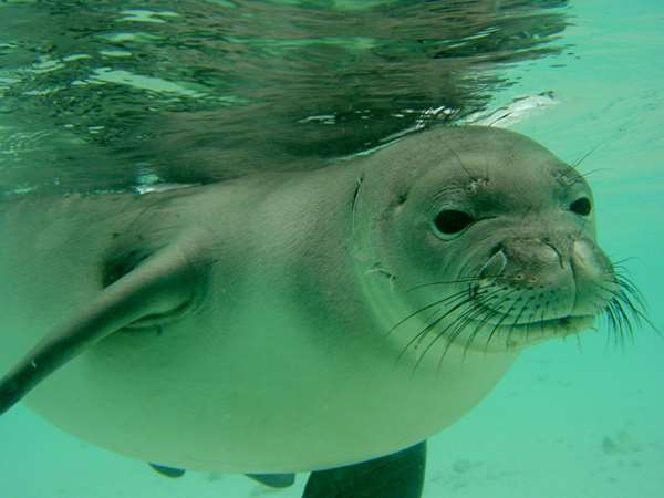 夏威夷僧海豹總是掛著一條「鰻魚鼻涕」，背後故事超蠢萌...網友力挺，好好保護，別讓它們絕種了！