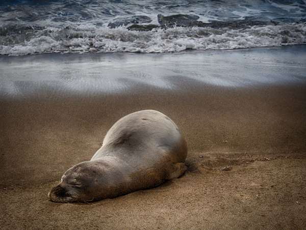 夏威夷僧海豹總是掛著一條「鰻魚鼻涕」，背後故事超蠢萌...網友力挺，好好保護，別讓它們絕種了！