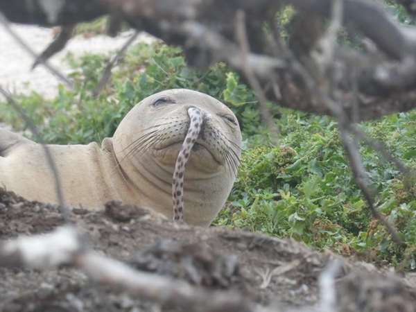 夏威夷僧海豹總是掛著一條「鰻魚鼻涕」，背後故事超蠢萌...網友力挺，好好保護，別讓它們絕種了！