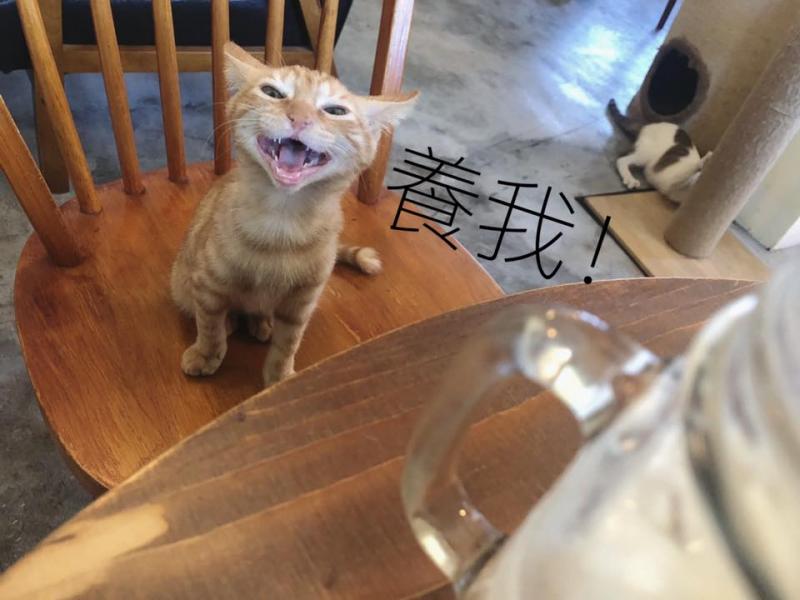 想收編老公不准！她狂傳「養我養我圖」洗版　小吃貨表情超有戲：快點喔～　