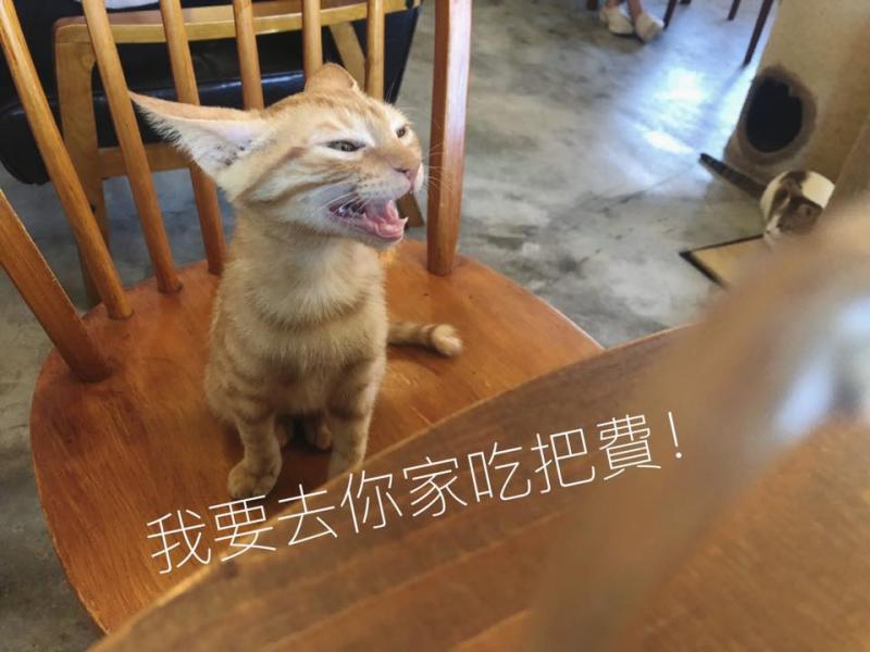 想收編老公不准！她狂傳「養我養我圖」洗版　小吃貨表情超有戲：快點喔～　