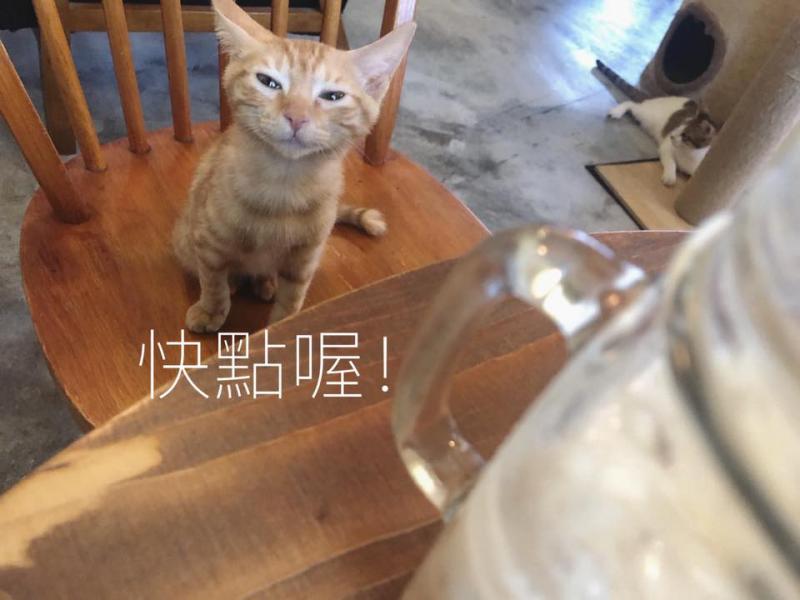 想收編老公不准！她狂傳「養我養我圖」洗版　小吃貨表情超有戲：快點喔～　