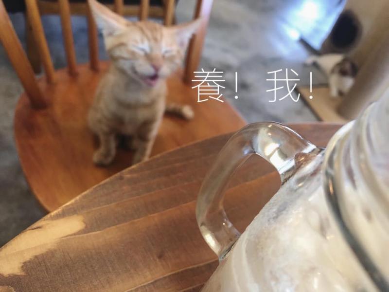 想收編老公不准！她狂傳「養我養我圖」洗版　小吃貨表情超有戲：快點喔～　