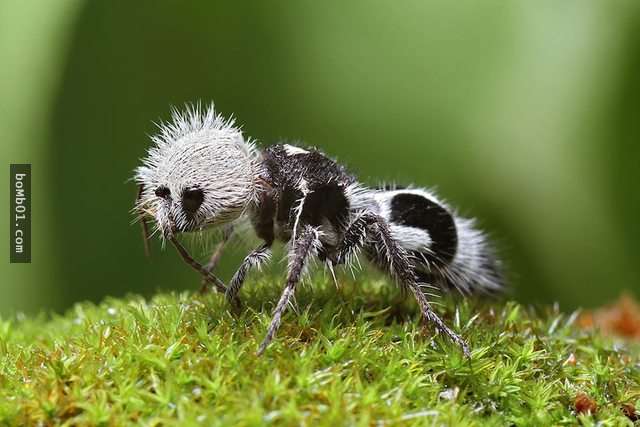 38種「雖然完全沒人相信」卻真實存在世界上的生物