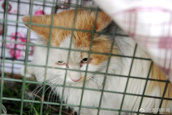 超有愛65歲老爺爺丟飼料上千次　貓咪困高架橋2年卻「變胖了」