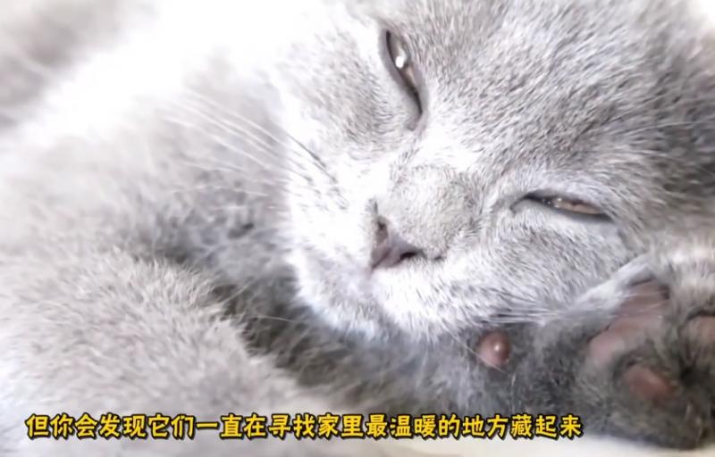 貓咪為什麼「愛睡你床上」？5大暖暖原因：它們其實超愛奴才～