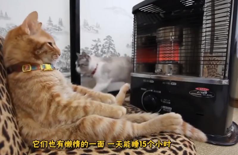 貓咪為什麼「愛睡你床上」？5大暖暖原因：它們其實超愛奴才～
