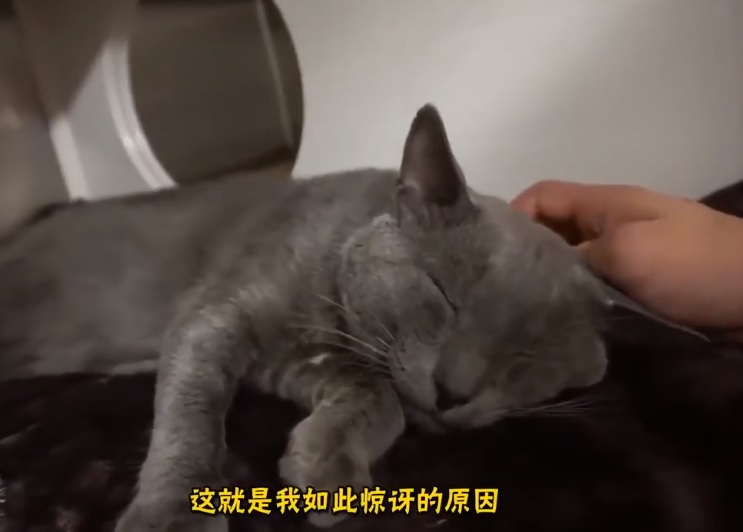 貓咪為什麼「愛睡你床上」？5大暖暖原因：它們其實超愛奴才～