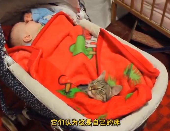 貓咪為什麼「愛睡你床上」？5大暖暖原因：它們其實超愛奴才～
