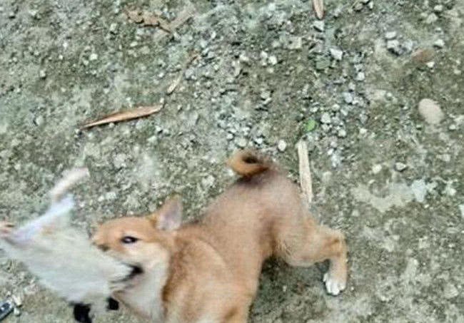 土狗遭嫌棄被主人遺棄，農村小伙收養後，發現這狗真不簡單！