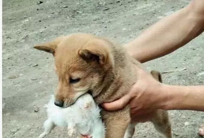 土狗遭嫌棄被主人遺棄，農村小伙收養後，發現這狗真不簡單！