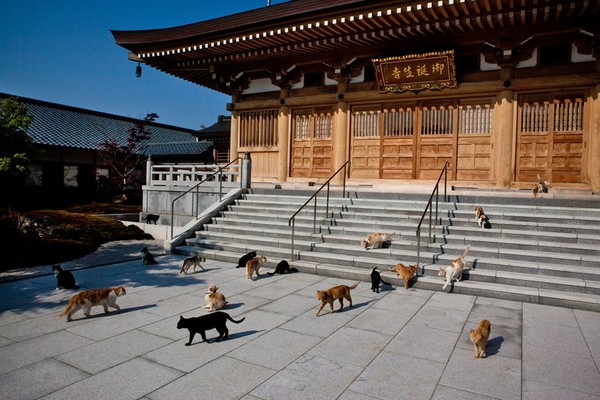 佛心住持10年前收養貓咪　現在變「貓寺」30隻貓攬客香火超旺