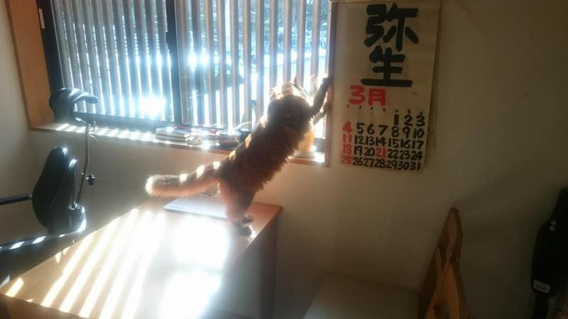 佛心住持10年前收養貓咪　現在變「貓寺」30隻貓攬客香火超旺