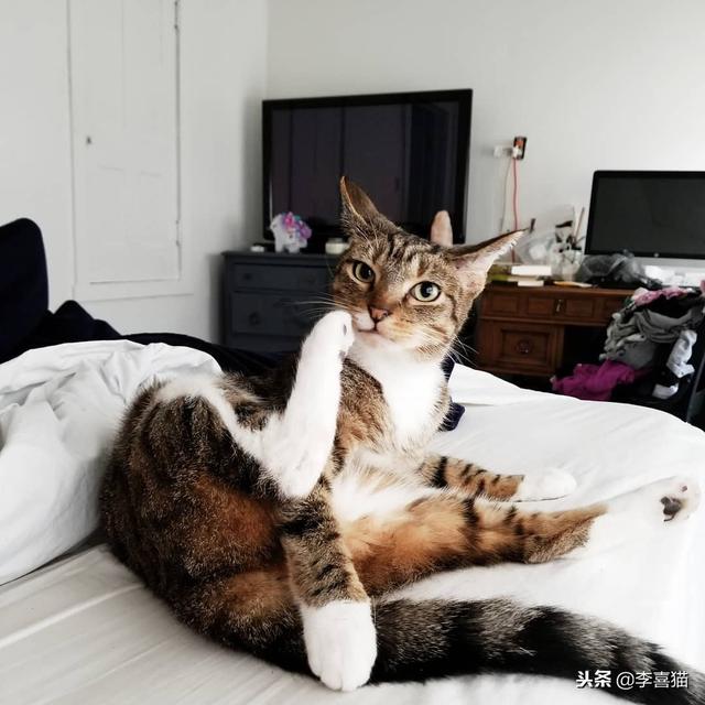 事實證明貓咪很會掩飾自己的尷尬，雖然通常看上去都很蠢萌……
