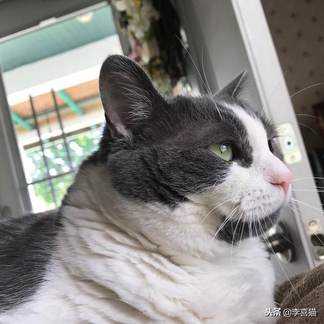 事實證明貓咪很會掩飾自己的尷尬，雖然通常看上去都很蠢萌……