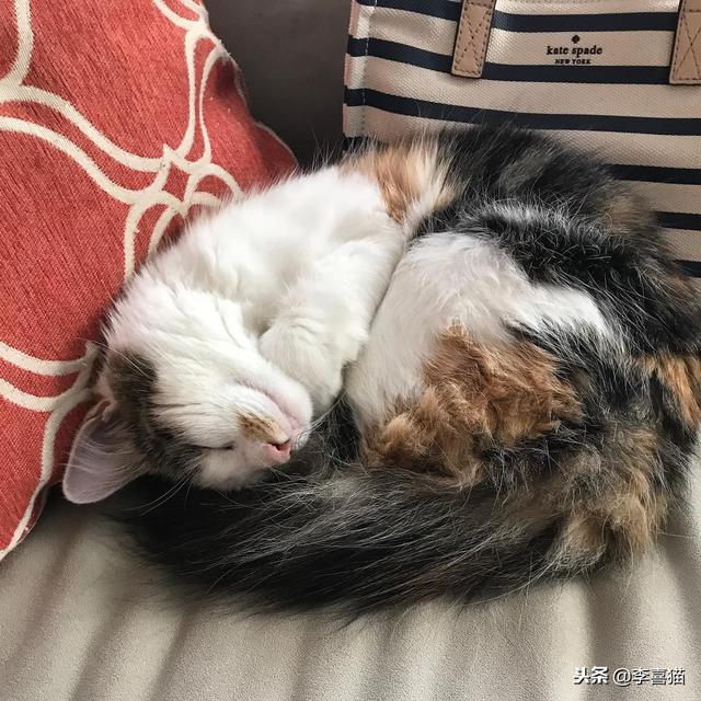 事實證明貓咪很會掩飾自己的尷尬，雖然通常看上去都很蠢萌……