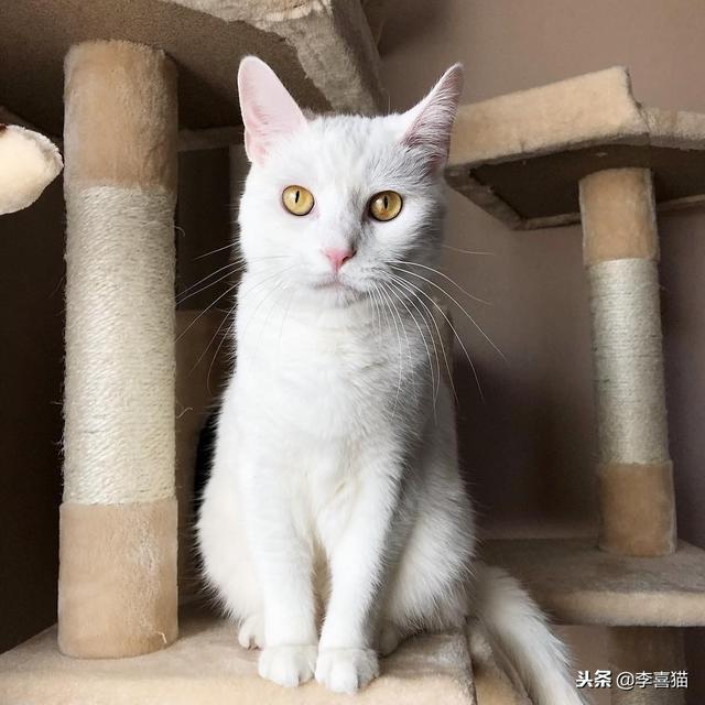 事實證明貓咪很會掩飾自己的尷尬，雖然通常看上去都很蠢萌……