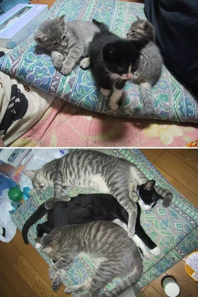 我養的那隻小可愛，一不小心就長大了，沙發也爛了……